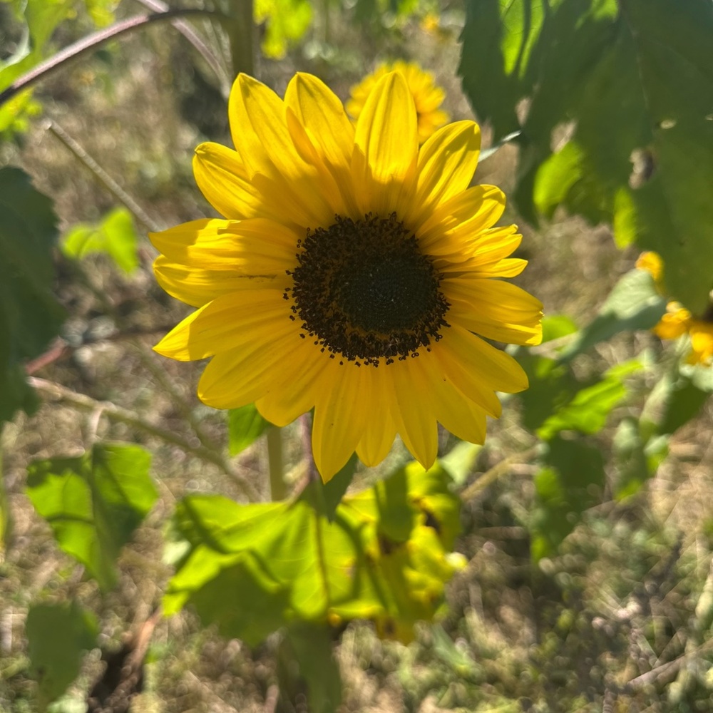 Meet your Posher, Cassandra